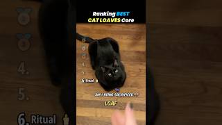 Ranking Best Cat Loaves Core Moments