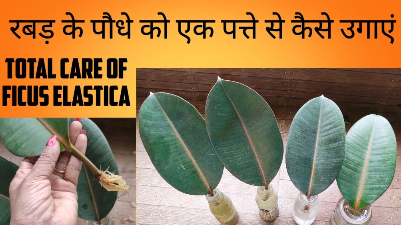 Grow Rubber Plant From Single Leaf | रबड़ के पौधे को एक पत्ते से कैसे उगाएं | Ficus elastica
