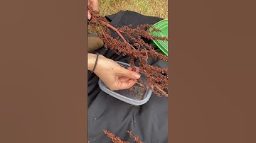 Curled Dock Seed Crackers