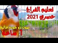 افضل تغريد لحسون جزائري ممكن ان تسمعه حصري 2021 