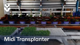 MIDI Transplanter in combination with Javo potting machine