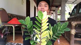 Tanaman Cantik Zamia Kulkas Varigata Tanaman Cantik Zamia Kulkas Varigata