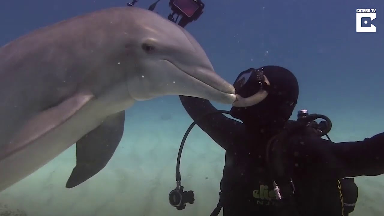 Люди дельфины песня. Дельфин и водолаз. Дайвер и Дельфин. Поцелуй с дельфином. Дельфины целуются.