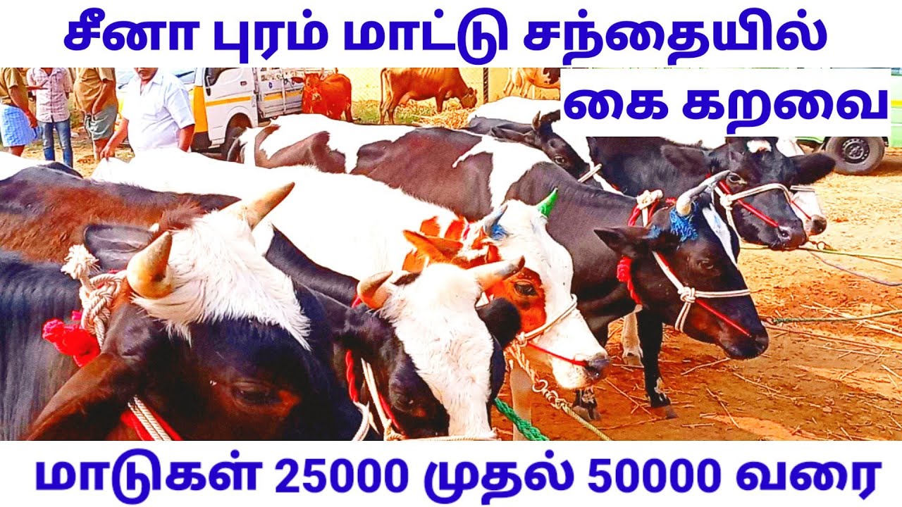 சீனா புரம் மாட்டு சந்தையில் கை கறவை மாடுகள் 25,000 முதல் 50,000 வரை/seenapuram cow market.