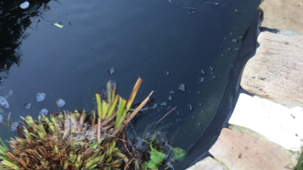 Koi Teich im Winter YouTube