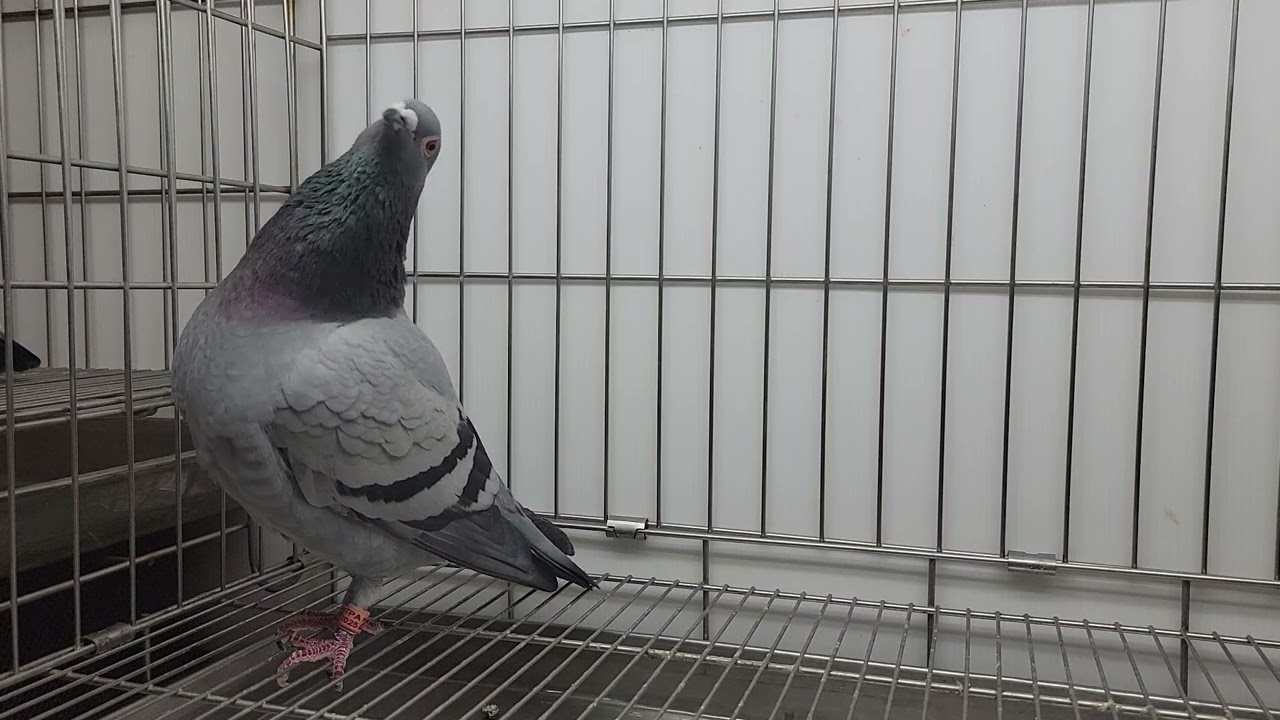 安順鴿園-議價鴿 25-206932灰♀