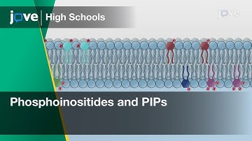 Phosphoinositides and PIPs | Cell Bio | Video Textbooks - Preview