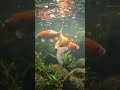 Relaxing Koi Fish Underwater POV |  ASMR Natural Water Sounds