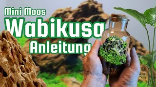 Ewiges Terrarium / Mini Moos Wabikusa / Flaschengarten