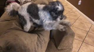 Bubba having a spaz attack in 4K!