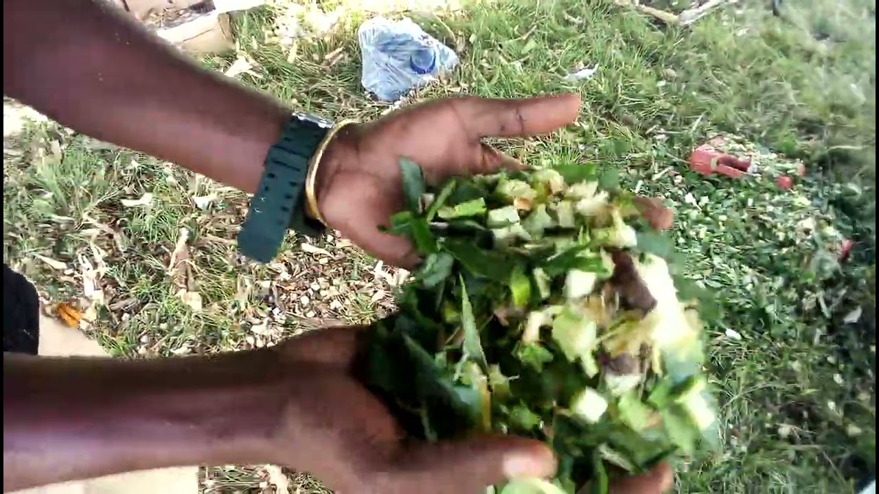 MASHINE YA  KUKATIA MAJANI KWA AJILI YA CHAKULA CHA MIFUGO(ENSILING CHAFF CUTTER).+255 677 296 169