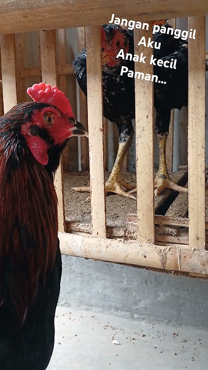 Ayam Phakoy vs Ayam Pama Ninja Firoce Bl#ayamphakoy#ayampakoy#ayampama#ayampamaiq#ayam#ayambangkok