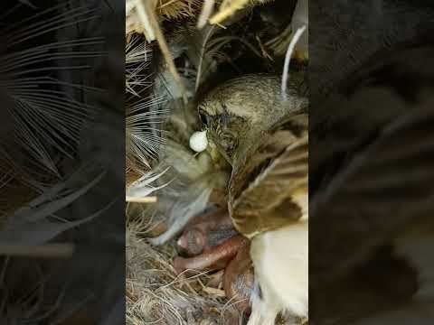 Baby Sparrows Close-Up (p 3) #shorts
