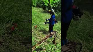 Mesin potong rumput 4 tak model samping #mesinrumput #mesinpotongrumput
