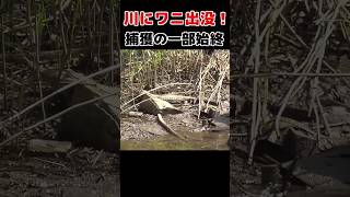 民家の近くの川にワニがいると通報がありました!#shorts #ワニ #福島県