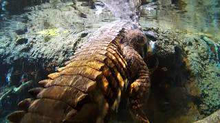 Hong kong wetland - crocodile