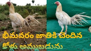 Bhimavaram Pandem Kollu