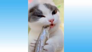 🐡🦇Cute Pets And Funny Animals Compilation🦇🐡