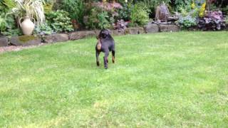 Eric the manchester terrier meets grandma