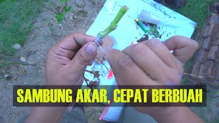 Make it bear fruit quickly. Grafting of fig tree roots