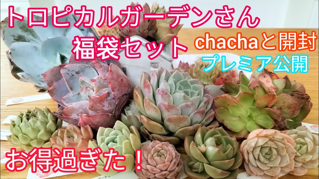 多肉植物】プレミア公開✨トロピカルガーデンさん福袋セット2023 お得