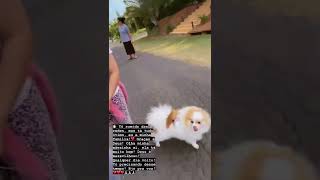 Damares Da Um Tempinho Das Redes Sociais Texto Escrito No Video