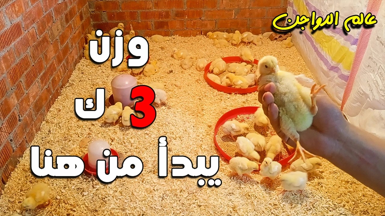 Этот возраст является переломным моментом для того, чтобы вес ваших цыплят достиг 3 кг за 30 дней.