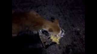 Asteio Video.. Gata Trwei Fonzies Original... P