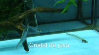 Cristal de java