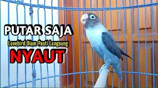Lovebird Ngekek Panjang PINTAR Memancing BUNYI, PUTARKAN SAJA Pasti Langsung NYAUT