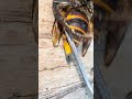 Stinger of the Giant Hornet #gianthornet