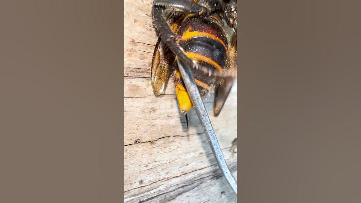 Stinger of the Giant Hornet  #gianthornet