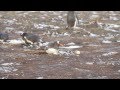 Penguin Loses Its Egg, Tries to Get it Back and...