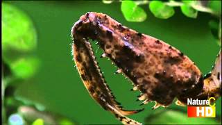 Enter the Mantis: Clip 1. Praying Mantis (HD)