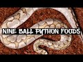 What Can Ball Pythons Eat Besides Rats?