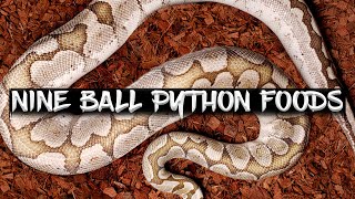 What Can Ball Pythons Eat Besides Rats?