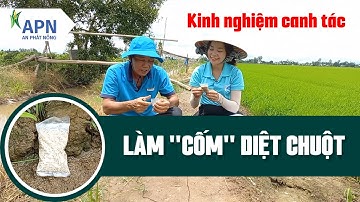 APN - LÀM "CỐM" DIỆT CHUỘT - KINH NGHIỆM HAY, HIỆU QUẢ CAO