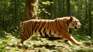 Tiger Running