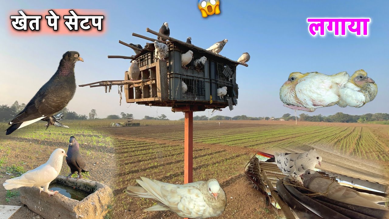 खेत pe Kabutar ka setup लगाया 😱 || desi and fancy Kabutar