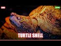 Turtle Shell Secrets! A Kids' Adventure!
