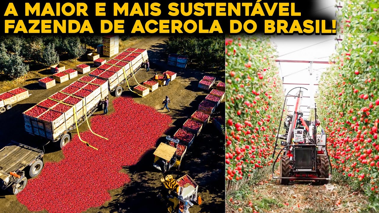 A MAIOR FAZENDA DE ACEROLA DO MUNDO QUE FICA NO BRASIL