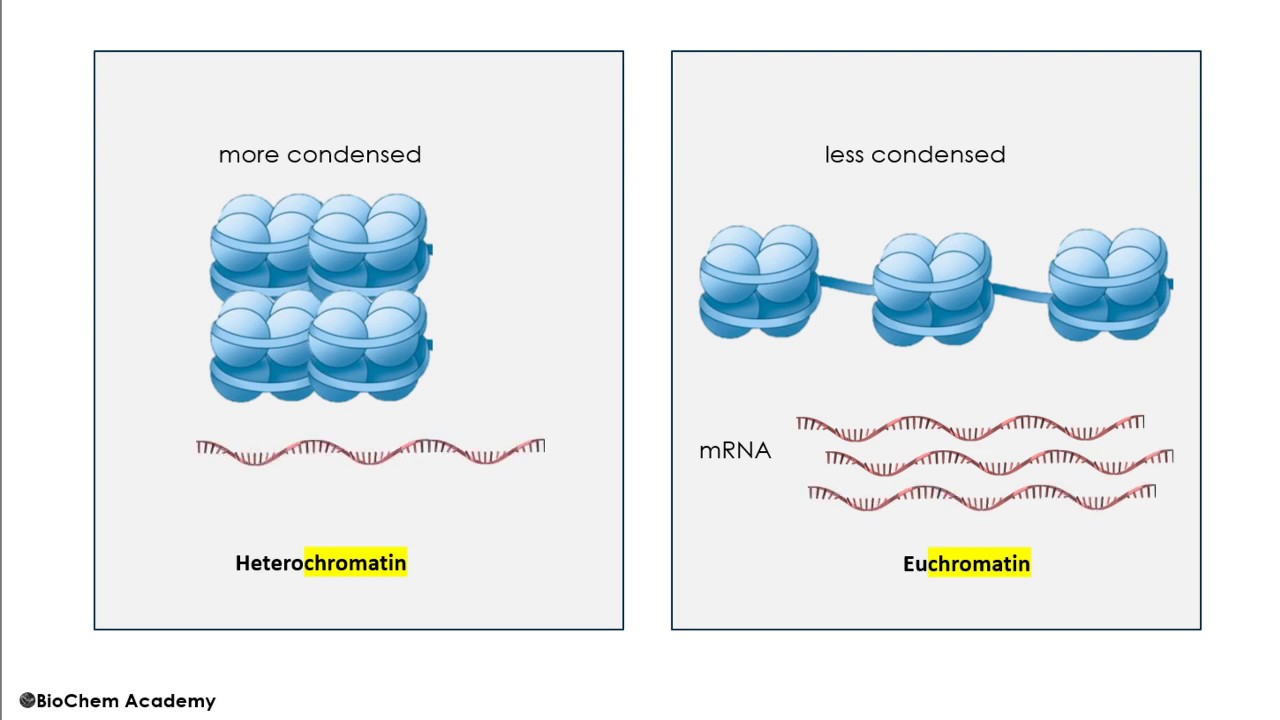 DNA Packaging 101 (Part 1) YouTube