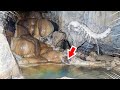 沖縄のガマで発見したヨコエビが新種っぽい