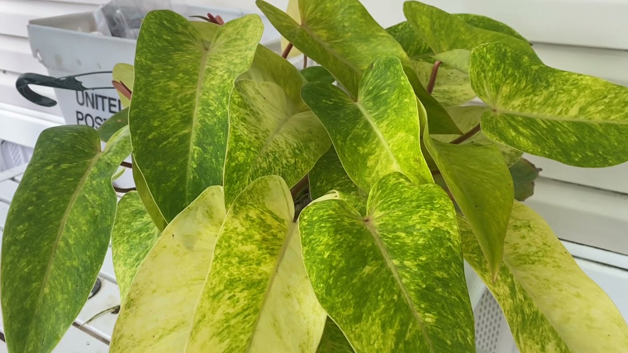 silver stripe pothos Pothos 'Silver Streak' (Epipremnum amplissimum) | Rare Silver-Veined Plant main image 1
