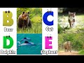 Alphabet Animals Song | Learn the ABC Alphabet Animals Song for Kids | ABC Alphabet Phonics Song