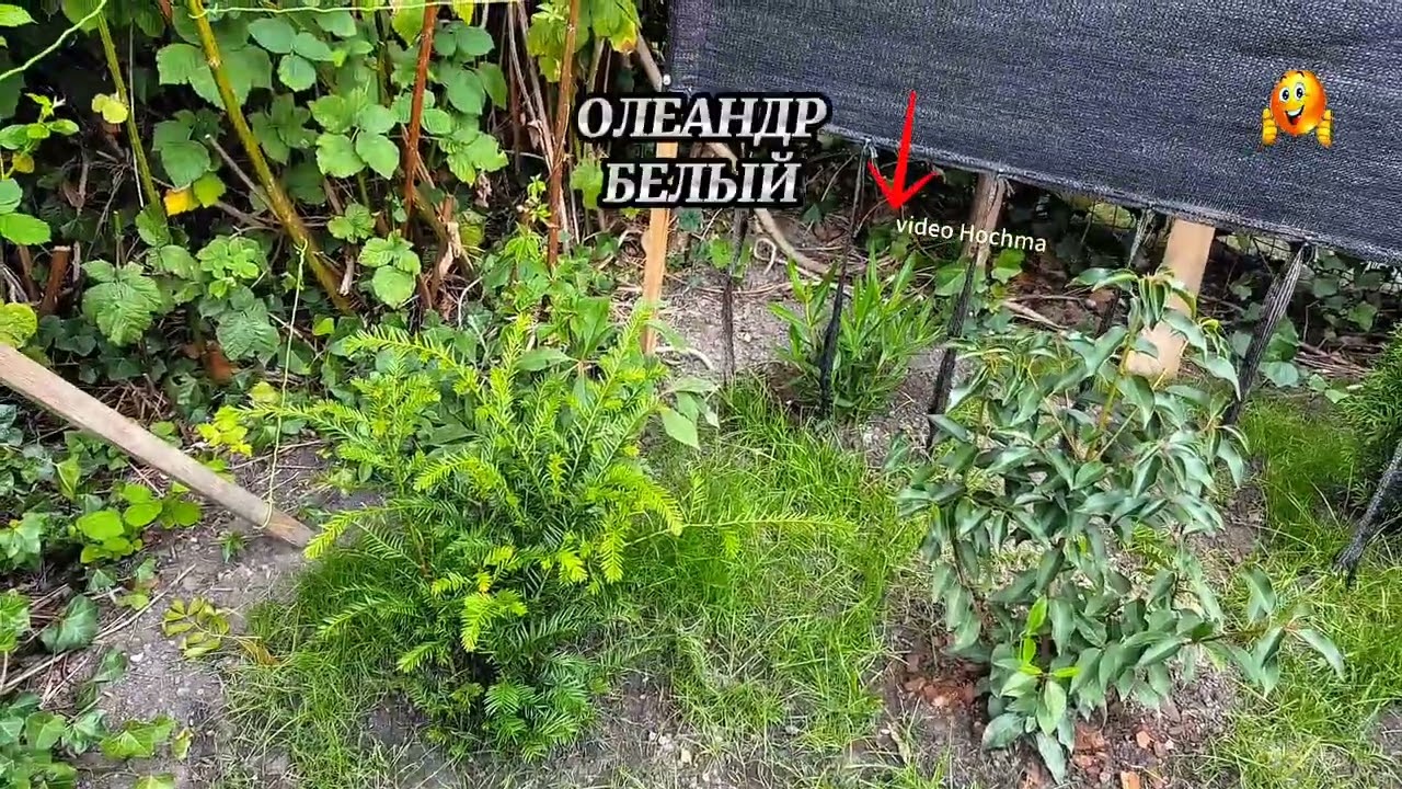 КЛУМБА СВОИМИ РУКАМИ 