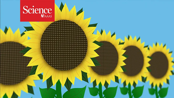 Why sunflowers follow the sun - DayDayNews