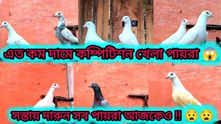 এত কম দামে কম্পিটিশন খেলা পায়রা 😱