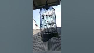 konin nembak nobita sambung wit wit   suara terapi air bikin cepat di tiru burung anda