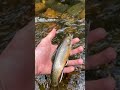 Catching Brook trout in mountain creeks! #flyfishing